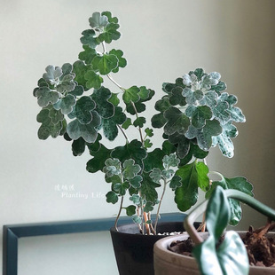 【植物致】足摺野路菊Chrysanthemum japonense日系盆景素材