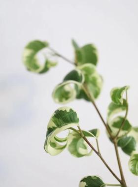 【植物致】花叶卷叶榕Ficus benjamina 'Bark' Variegata文艺小景