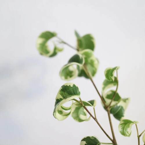 鲁庭院低维护耐阴耐热时令草本