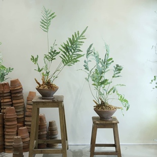 【植物致】蓝星水龙骨 茂盛大盆苗 网红室内蕨类 冷色调切花素材