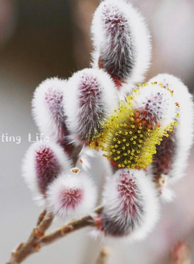 【植物致】日本灰猫柳Salix耐寒花园灌木 高级切花素材 日系植物