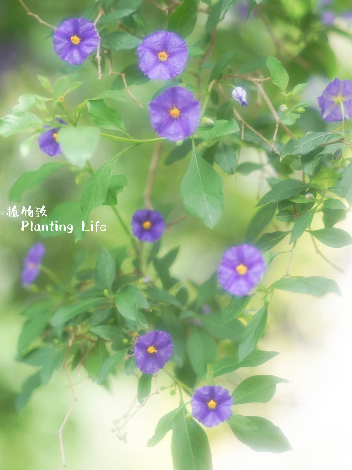 【植物致】蓝花茄lycianthes rantonnetii丰花灌木花期持久花量大