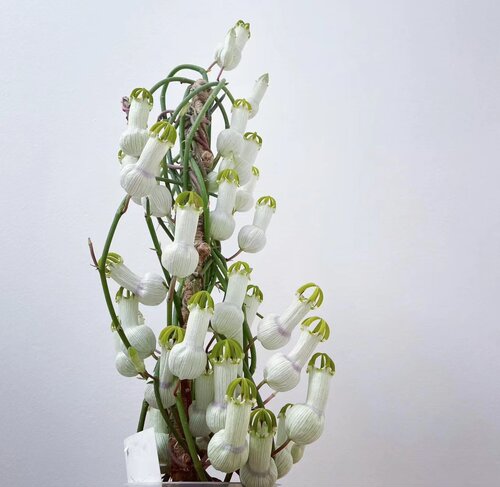 白瓶吊灯花攀援植物夏秋
