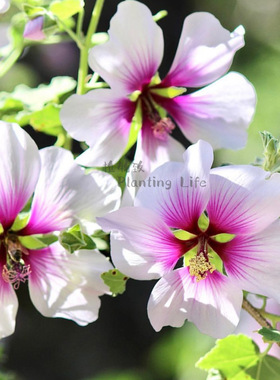 【植物致】双色树锦葵 Tree mallow 耐寒耐热花灌木 花期超长