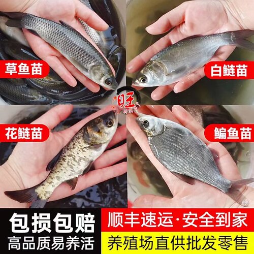 青鱼养殖价格 青鱼养殖图片 星期三