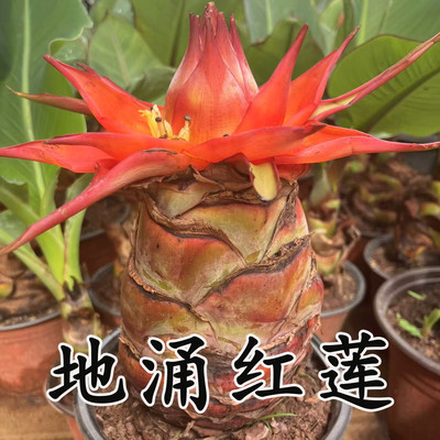 云南特色花卉地涌金莲红莲