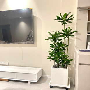 螺纹铁植物步步高大型盆栽办公室客厅北欧高杆四季常青绿植好养活