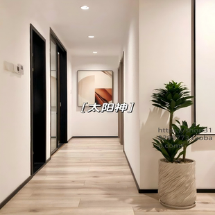 太阳神盆栽大型室内客厅绿植老桩龙血树网红植物朱蕉须办公室盆景