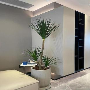 黑珍珠龙血树客厅绿植旺宅大型室内好养植物老桩龙须树盆栽除甲醛