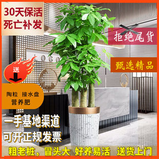 大型绿植发财树三杆步步高客厅办公室乔迁盆栽净化客气除甲醛招财