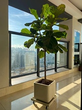 大型绿植网红琴叶榕盆栽北欧室内客厅办公室乔迁新居吸甲醛好养活