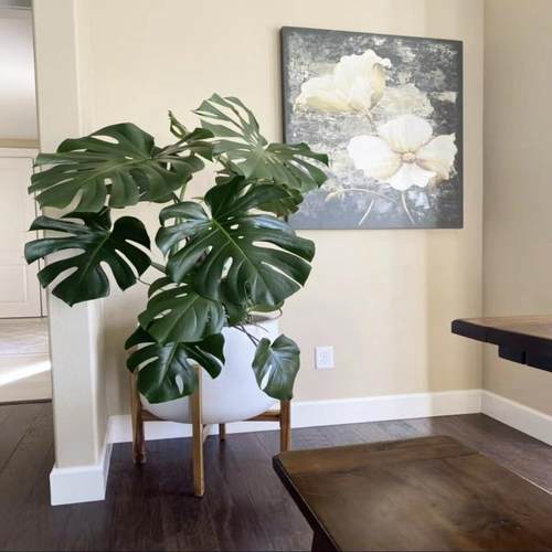 网红龟背竹客厅养死包赔净化空气