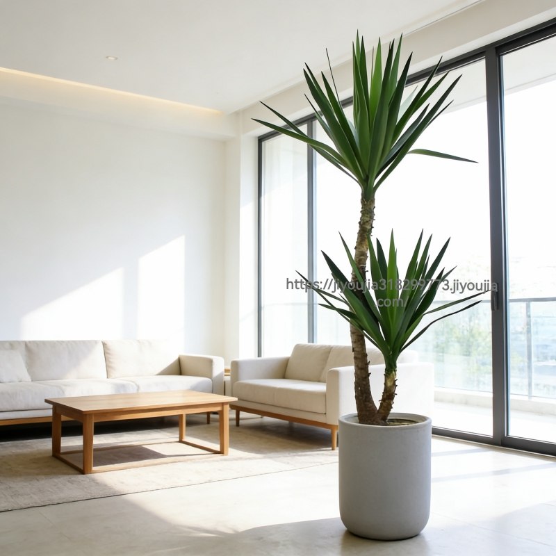 大型盆栽荷兰铁老桩造型巨丝兰室内客厅绿植办公室好养植物龙血树,鲜花速递/花卉仿真/绿植园艺,大型绿植/成品组合盆栽,淘宝优惠券,粉丝福利购,淘宝优惠卷