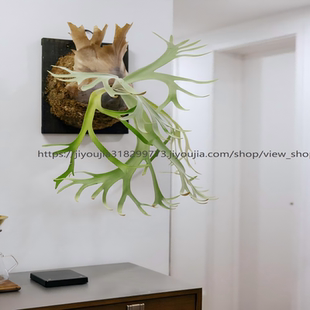 鹿角蕨盆栽二岐鹿角蕨类植物何其美室内客厅绿植苔藓壁挂植物水培