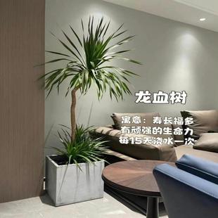 造型龙血树大型网红室内客厅办公室植物老桩净化空气除甲醛好养活