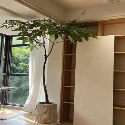 原生发财树盆栽造型大型室内客厅绿植好养办公室招财植物净化空气