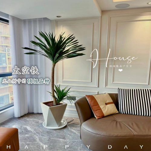 太空铁龙血树好养易活养死包赔