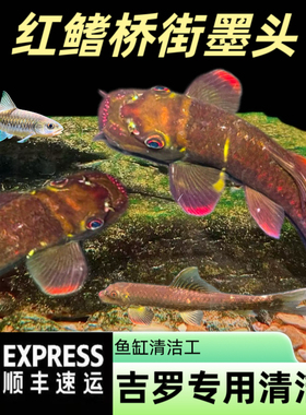 红鳍桥街墨头原生鱼冷水鱼溪流观赏鱼鱼缸清洁鱼清道夫彩虹墨头鱼