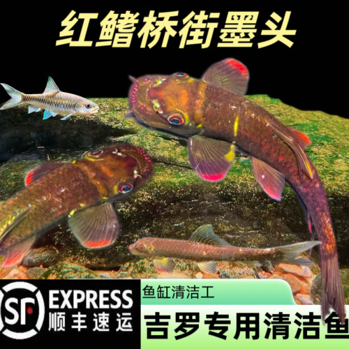 红鳍桥街墨头原生鱼冷水鱼溪流观赏鱼鱼缸清洁鱼清道夫彩虹墨头鱼