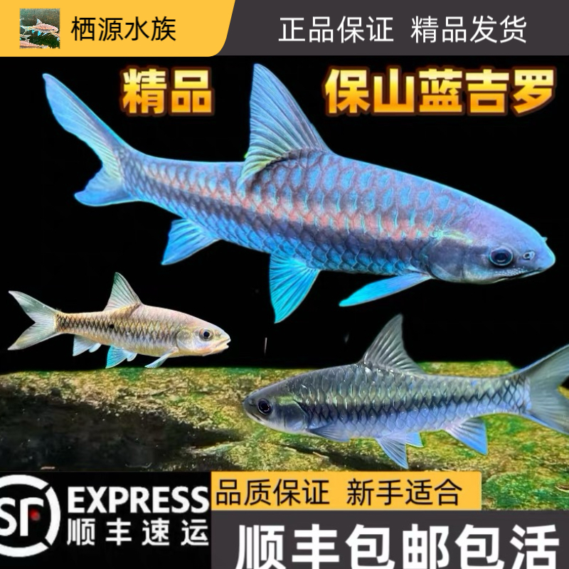 清水河保山蓝吉罗幼鱼冷水观赏鱼新光唇吉罗鱼原生溪流鱼异口吉罗