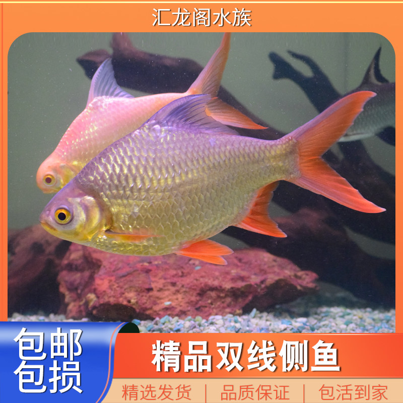 观赏鱼热带淡水中大型鱼柠檬鲫双线侧金凤银凤泰国鲫中层鱼苗活体