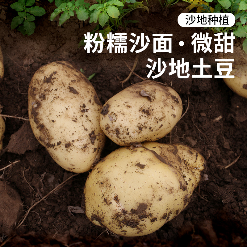 密农人家新鲜土豆沙地种植
