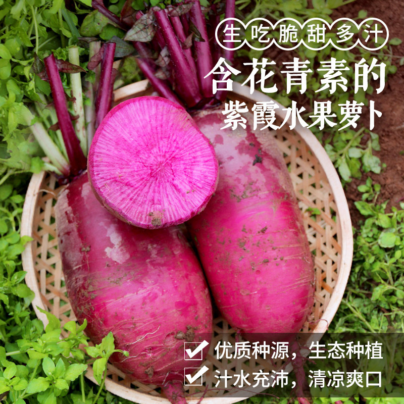 农家现拔紫霞萝卜可生吃