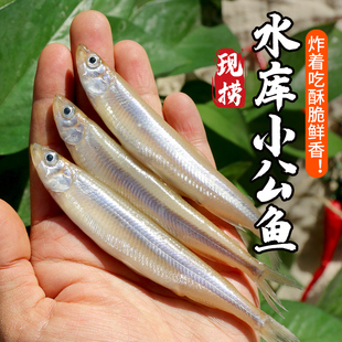 密农人家 小公鱼 油炸酥香鱼籽饱满自然生长鱼小公鱼急冻锁鲜包邮