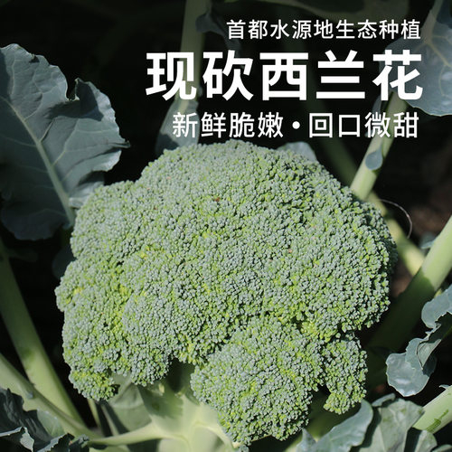 新鲜西兰花农家种植花椰菜