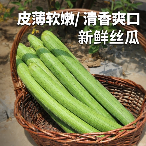 密农人家每日现摘皮薄鲜嫩丝瓜