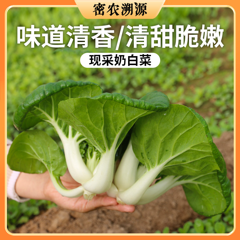 密农人家 密云新鲜奶白菜300g 鲜嫩农家小白菜 新鲜蔬菜白菜