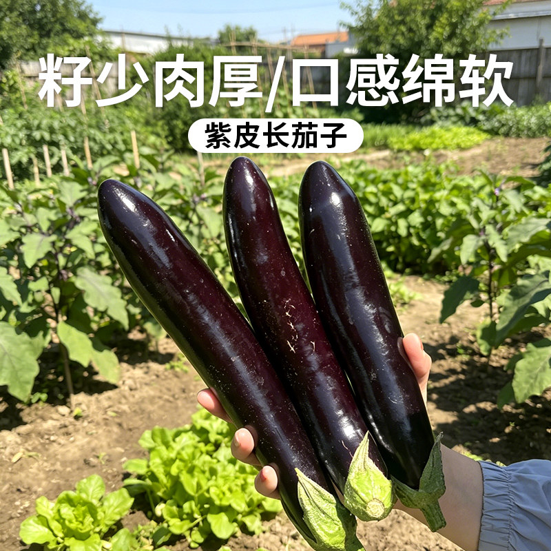 密农人家 现摘紫皮长茄子500g 皮薄肉厚 农家新鲜茄子蔬菜