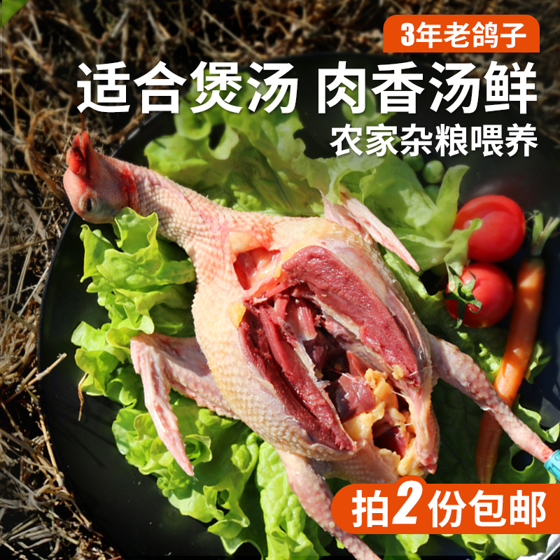 新鲜鸽子肉农家老鸽子煲汤鲜美