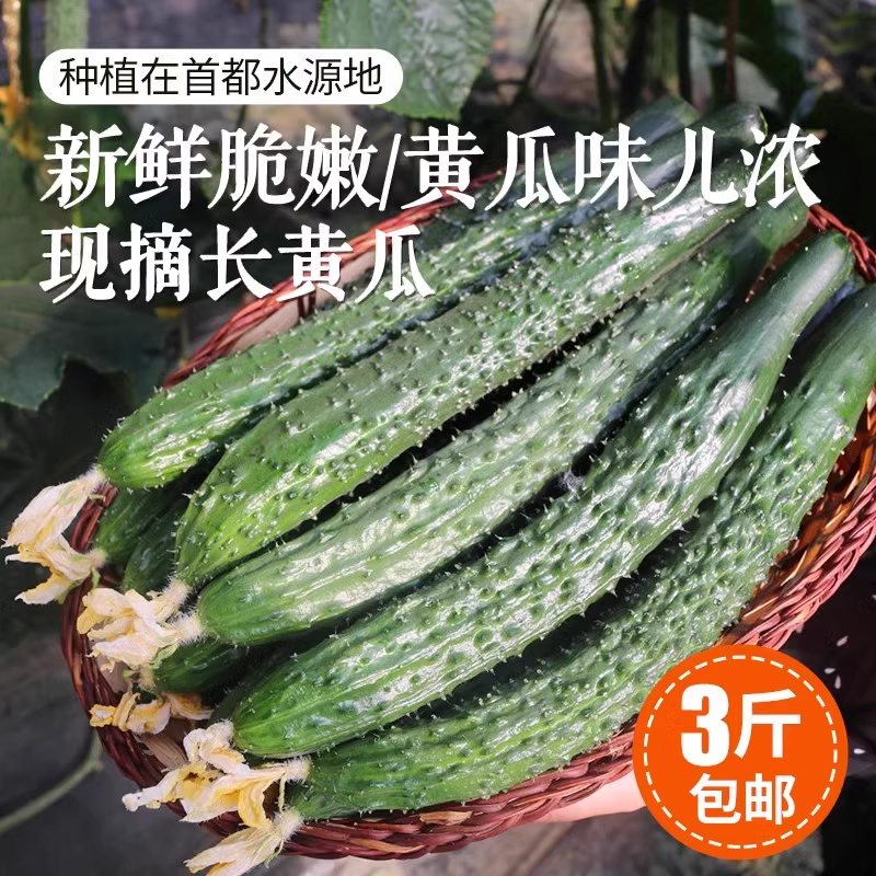 密农人家 新鲜黄瓜 农家带刺长黄瓜 水果黄瓜新鲜蔬菜脆嫩青瓜3斤 水产肉类/新鲜蔬果/熟食 黄瓜 原图主图