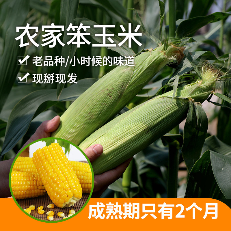 密农人家 新鲜现掰老玉米农家笨玉米非甜非糯 老棒子儿时味道