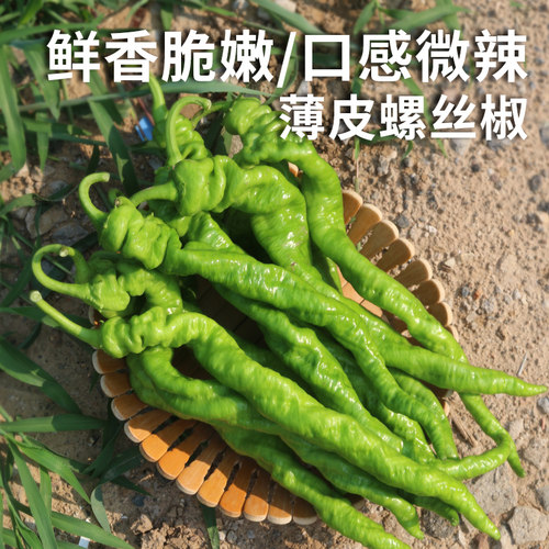密农人家新鲜螺丝椒微辣辣椒