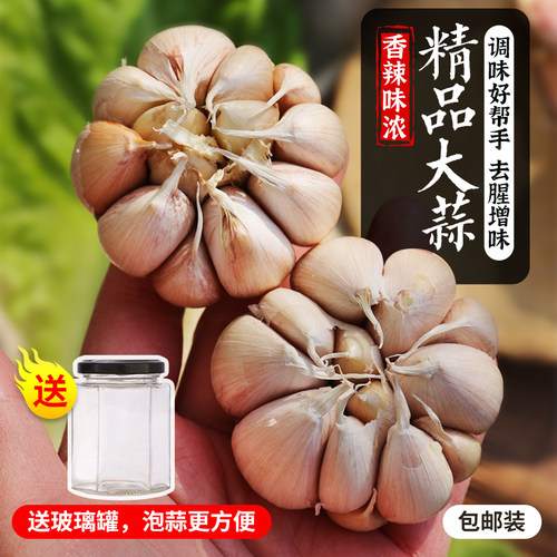 密农人家网兜装大蒜人工挑选