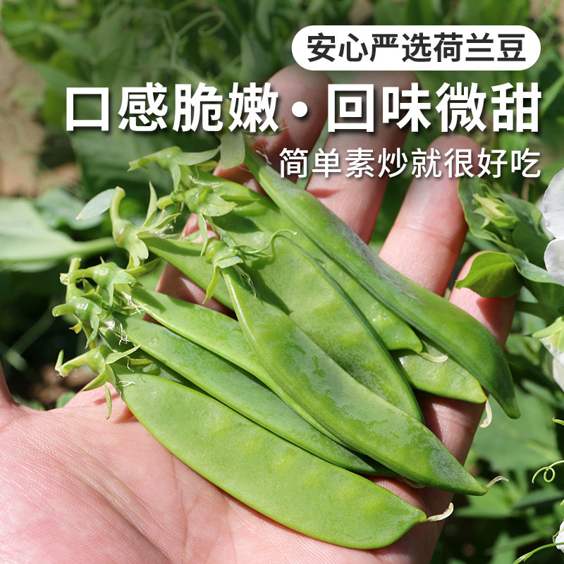 安心优选 新鲜荷兰豆250g 甜脆青豌豆荚 新鲜现摘豌豆角 农家豌豆 - 实物图