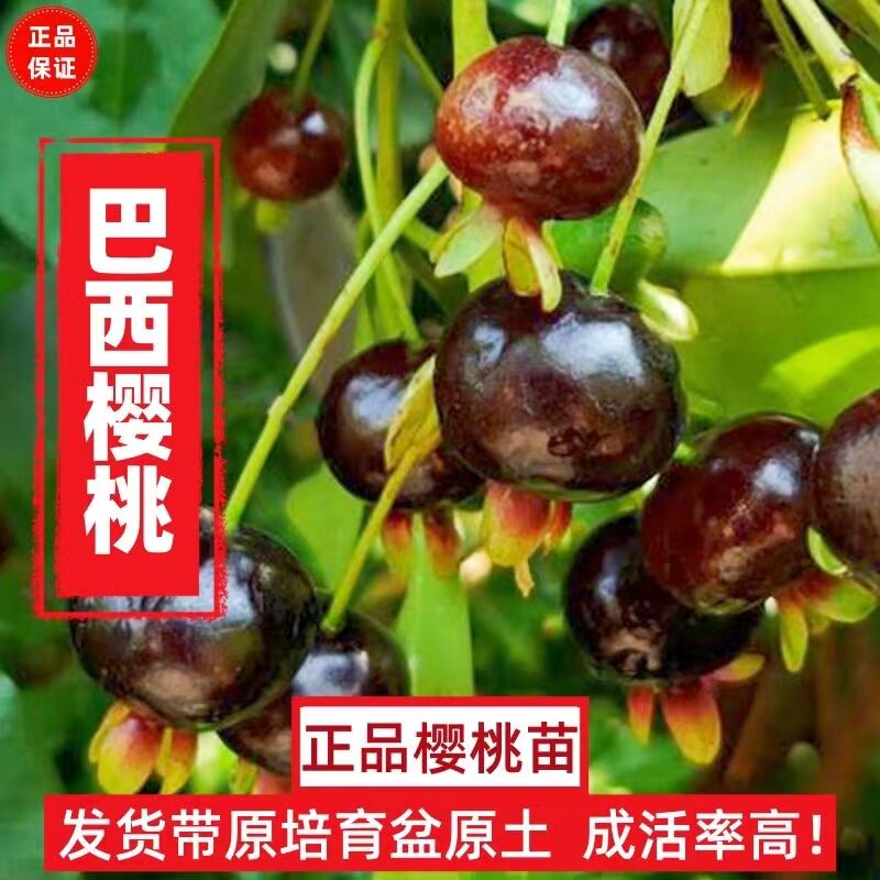 巴西樱桃车厘子南北方种植