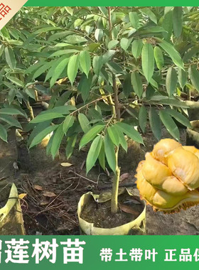 正宗泰国榴莲树果苗黑刺金枕榴莲苗当年结果猫山王榴莲嫁接苗南方