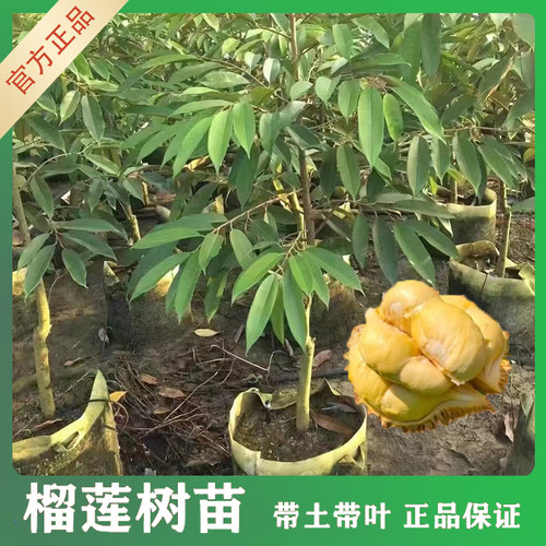 正宗泰国榴莲树果苗黑刺金枕榴莲苗当年结果猫山王榴莲嫁接苗南方