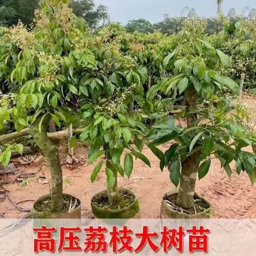 高压圈枝荔枝树苗高压苗荔枝苗