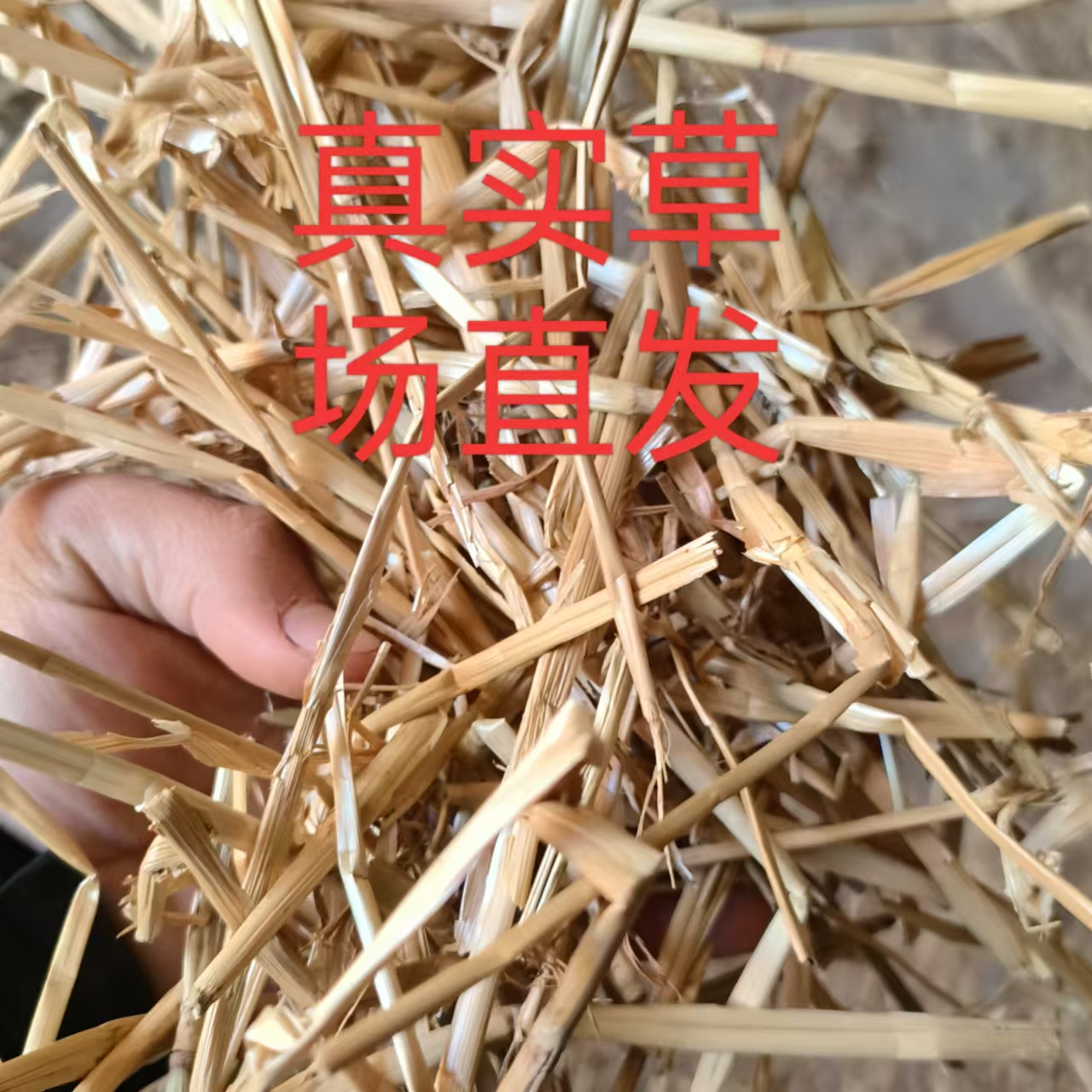 垫窝专用小麦秸秆宠物垫窝料 荷兰猪兔子龙猫垫料 鸽子柯尔鸭垫料