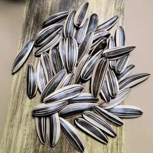 内蒙古原味大颗粒马牙葵花籽