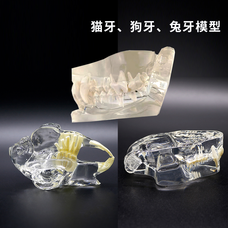 牙模型动物牙齿模型兽医教学模型展示讲解猫牙狗牙兔牙模型模具