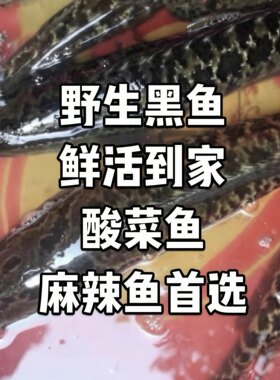 正宗野生户外活体到家炖汤酸菜鱼可杀土黑鱼整条大山开化清水鱼