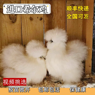 希尔鸡活体进口观赏鸡种蛋可孵化毛绒玩具宠物鸡网红鸡鸡苗活体鸡