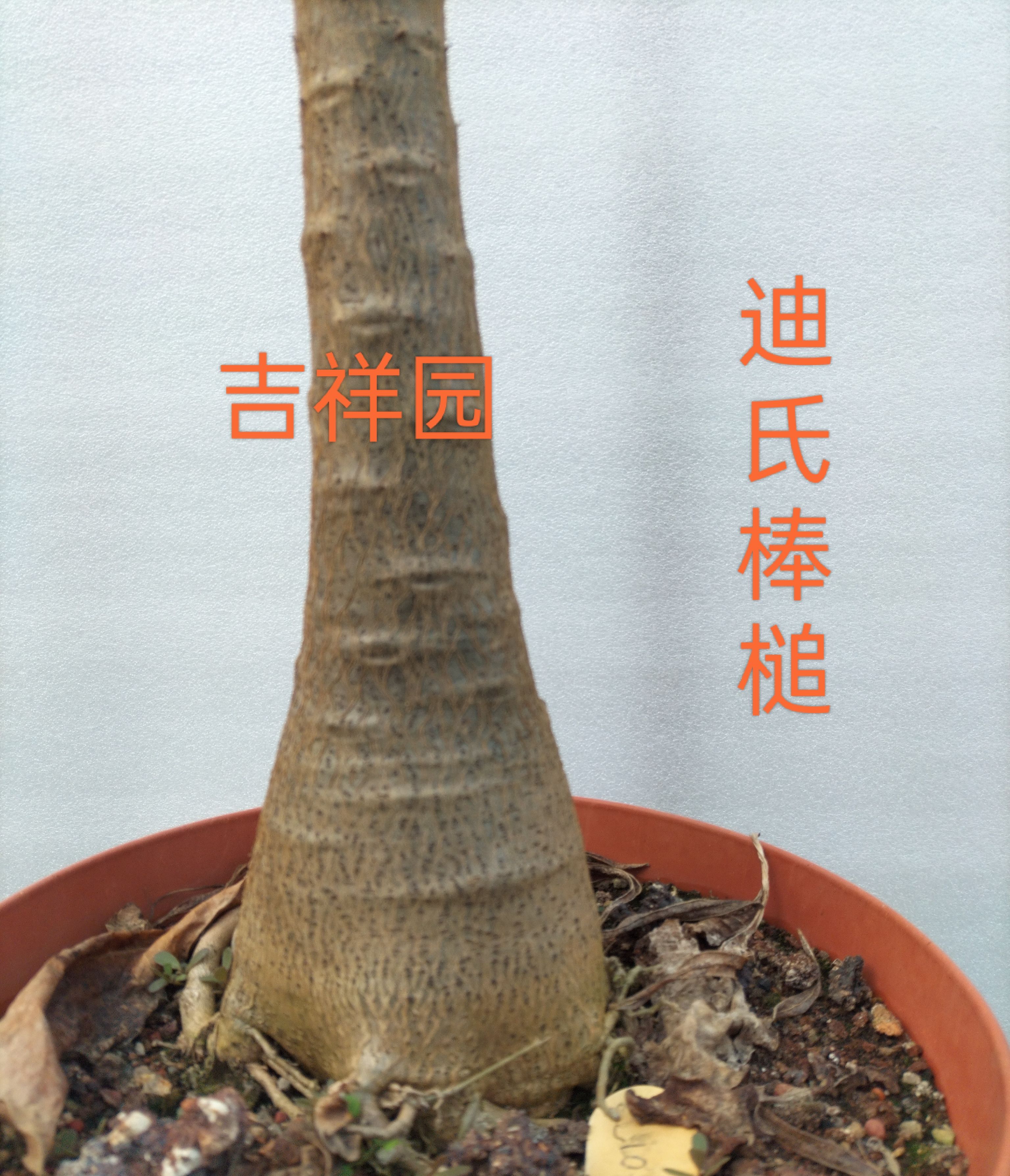 迪氏棒槌子播实生基地直销盆栽阳台大露台别墅高级新奇造景