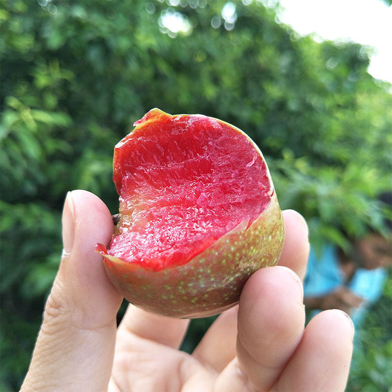 阿坝州汶川当地三华李玫瑰李新鲜银妃红心南华李水果现摘当季水果