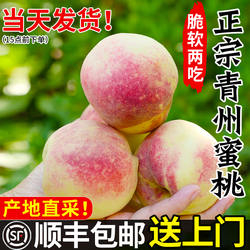 青州蜜桃脆甜冬桃子新鲜冬雪蜜桃水果青毛桃蜜桃山东冬脆桃